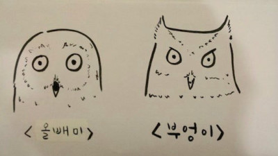   				올빼미 부엉이 구별법.jpg			
