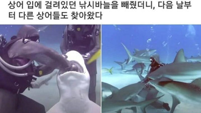 상어를 도와줬더니 주변 상어들이 몰려듬