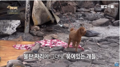 살아 남았지만 불탄 집에 남겨둘 수밖에 없는 개들