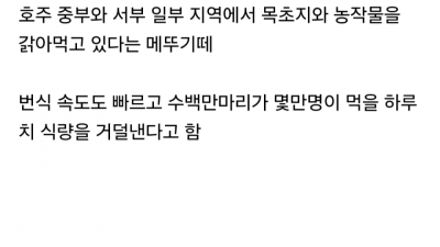 한국에서 러브버그로 난리일때 호주 상황 
