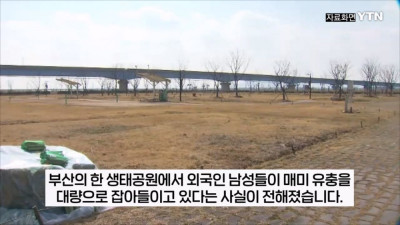 부산 공원에서 매미 사냥하는 중국인들