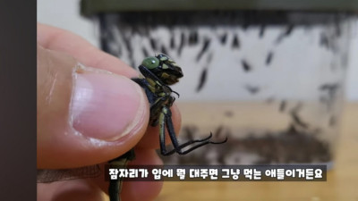 모기 킬러 러브버그를 맛 본 잠자리 반응