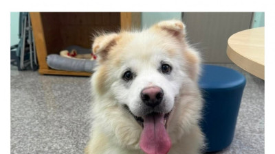 입양간 지 7시간 만에 파양되어 보호소로 돌아온 강아지